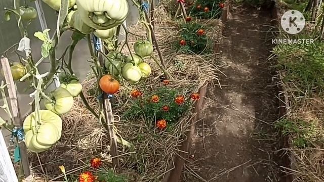 Сибирь. Собираю семена с цветов. смотреть онлайн