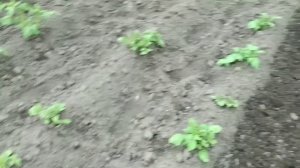 Прополка и рыхление междурядий мотоблоком с самодельной фрезой