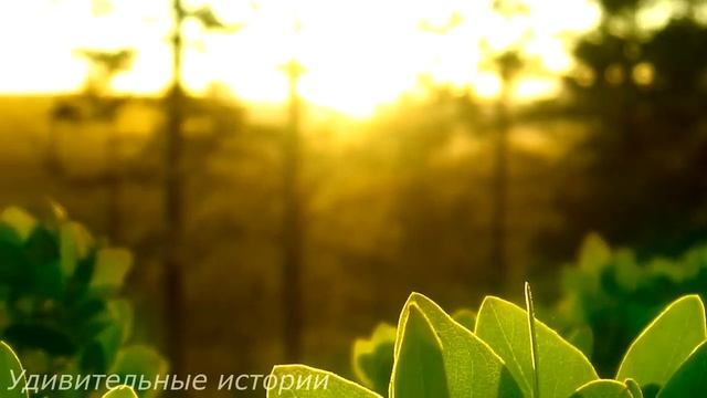 Санитарка-сирота нанялась ухаживать за слепым миллионером. Но когда она увидела фото в альбоме... смотреть онлайн