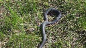 Уж и Лягушка.  Часть 2