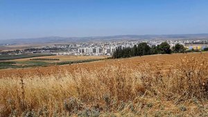 КИТАЙСКАЯ РОЗА, ГИБИСКУС или Мальва.Chinese rose. Israel.