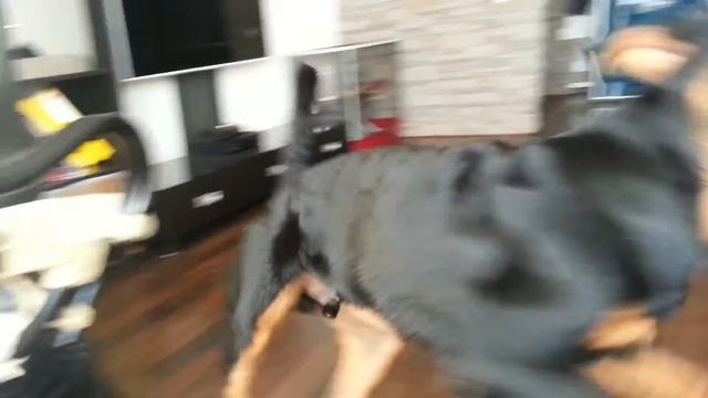 Ротвейлер после душа rottweiler смотреть онлайн