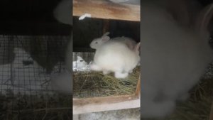 СЛУЧКА КРОЛИКОВ КРОЛЬЧИХА В ОХОТЕ,БЕЛЫЙ ПАНОН