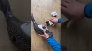 #Lucky #duck #адаптация #махокрыла на #аккамулятор