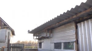 Николаевские голуби. В. Гостях. У. Пётр Н. "" Г. Городовиковск. Рес. Калмыкии. 30.11.2022.г. ??️??