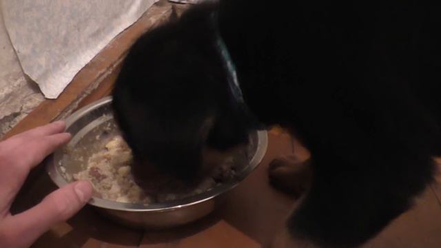 Как правильно кормить щенка. Ротвейлер смотреть онлайн