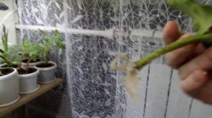 Укоренение Медениллы В Перлите