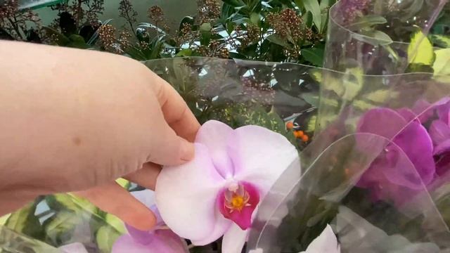 ОРХИДЕИ. МАТЕРИК. МИНСК (22 BYN)17.12.21 Уручье. Быстрый обзор! смотреть онлайн