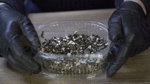 Два способа деления Стрептокарпуса ✿ Уход и размножение