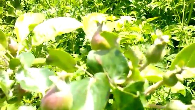 Яблоня секреты плодоношения-повышение урожайности яблонь.Как обрезать старую яблоню