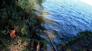 Жесть! Прошло 10 мин. и уже 2 клева Карпа! Нашёл стаю.