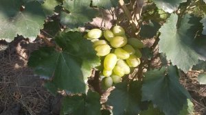 Испытание новых форм винограда Моцарт и К.М.  Рябушка