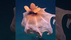 Кальмар-вампир, похож на обоих,но не является ни кальмаром ни осьминогом.