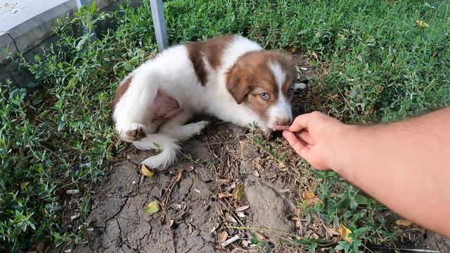 Нашли новое место для прогулки и накормили бездомного щенка 🐕 смотреть онлайн