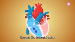 How Your Heart Works? - The Dr. Binocs Show | Best Learning Videos For Kids | Peekaboo Kidz