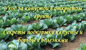 Уход за капустой в открытом грунте