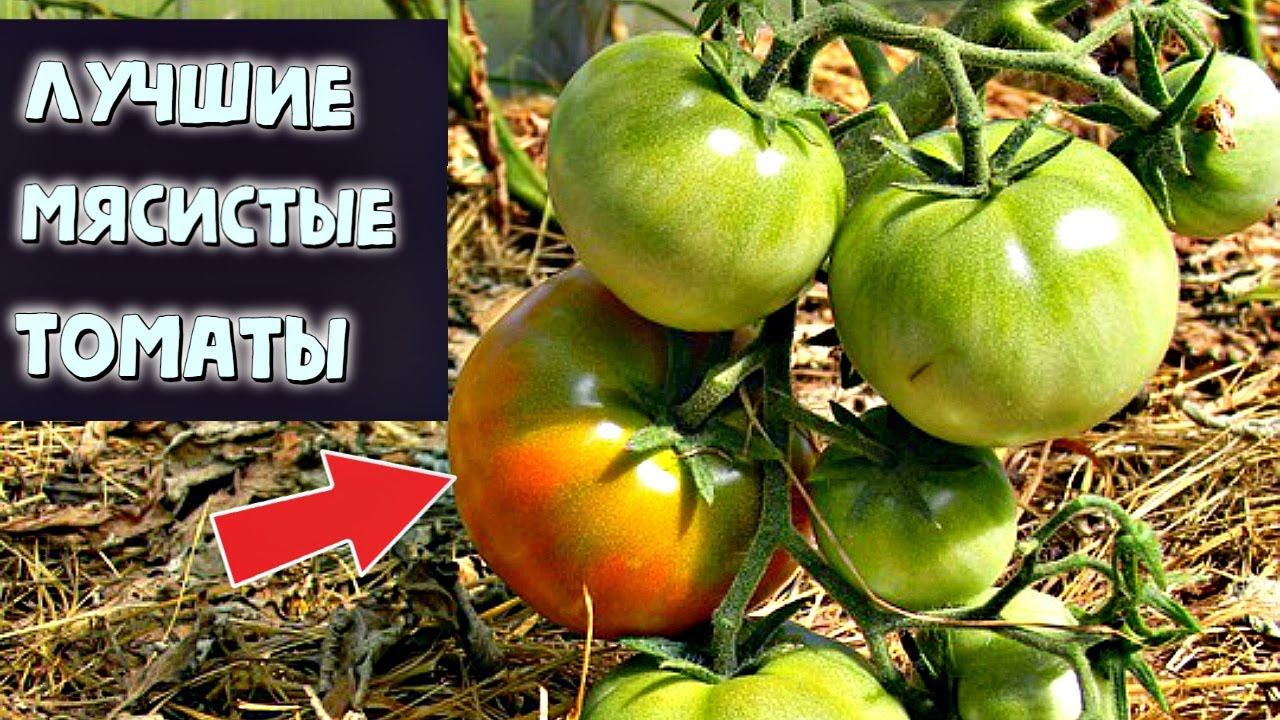 Сажайте эти мега урожайные сорта томатов уже в феврале марте!!! Они покорили сердца миллионов!