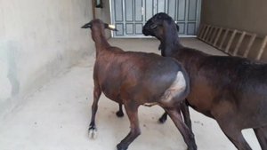 Gissar sheep’s of UZBEKISTAN ??. Элитные гиссарские овцы.