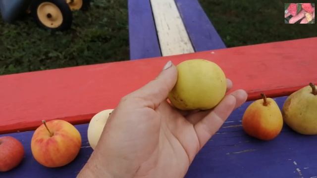 Летние сорта яблонь и груш для Сибири. Сравнительный обзор. Ягодный сад. смотреть онлайн