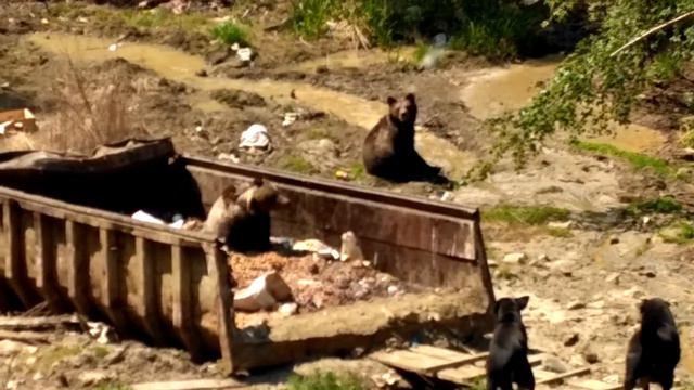 Медвежата на реке Каверга (Иркутская область) май 2017 года смотреть онлайн