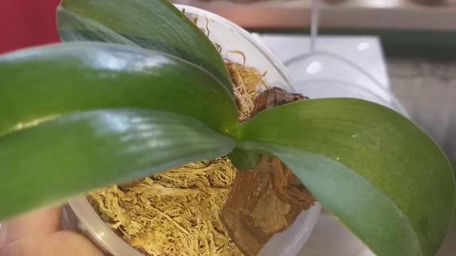 Вновь пересаженные орхидеечки. смотреть онлайн