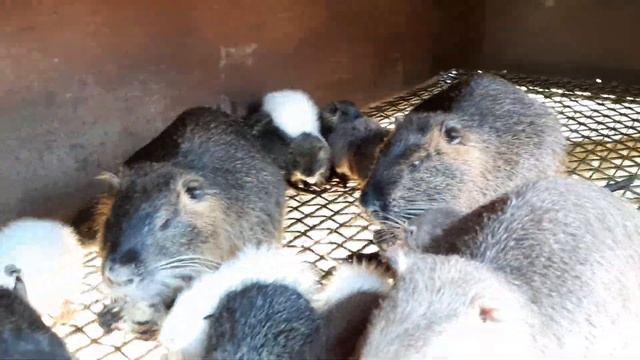 Нутрия. Ответы экспертам. смотреть онлайн