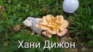Питомник Нью Джерси.Посадка осень 2019.
