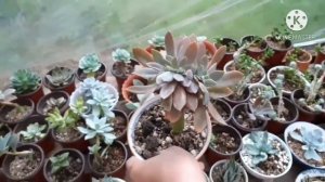 How to make your succulent beautiful. Update of my planted succulent.