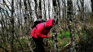 BERBURU JAMUR LIAR-PART 1(April 2023) VERPE DE BOHEME(VERPA BOHEMICA)MUSIM SEMI.#lozère #occitanie