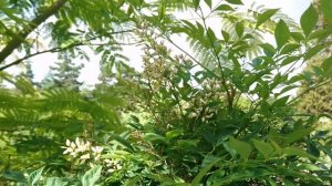 Нандина домашняя (дат. Himmelsk bambus, лат. Nandina domestica) в ботаническом сад г. Орхус, Дания.