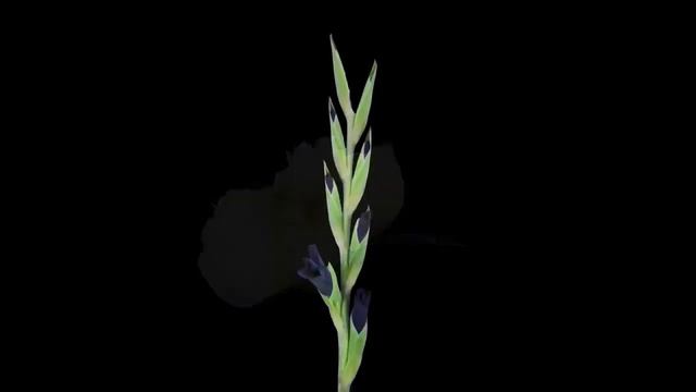 МЕДИТАЦИЯ ПОМОЩЬ В РОДАХ смотреть онлайн