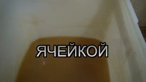 Трутнёвый гомогенат. Как сделать?