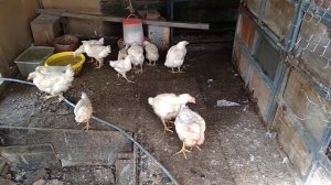 вот так я проверил что лучше держать курей, гусей, индюшек, утки и индоутки