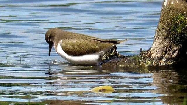 Кулик Перевозчик умывается, Common Sandpiper смотреть онлайн