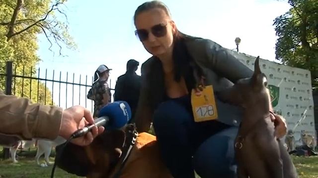 Хвосты и лапы смотреть онлайн