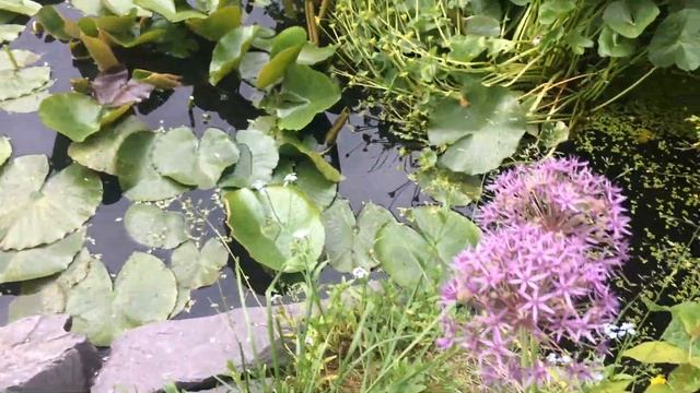 June English Garden Tour | Dahlia | Ammi Majus | Scabious | Petinua | Roses | Alliums | Waterlilies смотреть онлайн