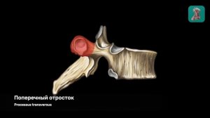 Строение типичного позвонка