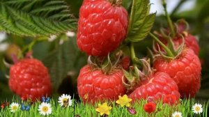 Малина традиционная Журавлик ? Обзор: посадка и уход. крупномеры малины: описание и особенности