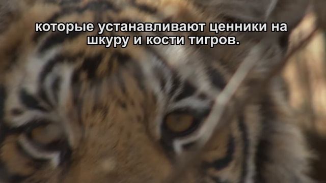 Незаконная торговля дикими животными