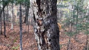 How to Find Comb Tooth Mushroom