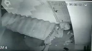 Леопард напал на Собаку  пока она спала