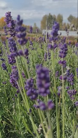 ?Лаванда узколистная Hidcote Blue Хидкот Блю | Питомник растений Малиновский