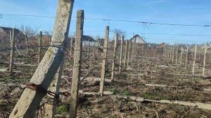 Можно ли зимой прививать виноград в штамб???