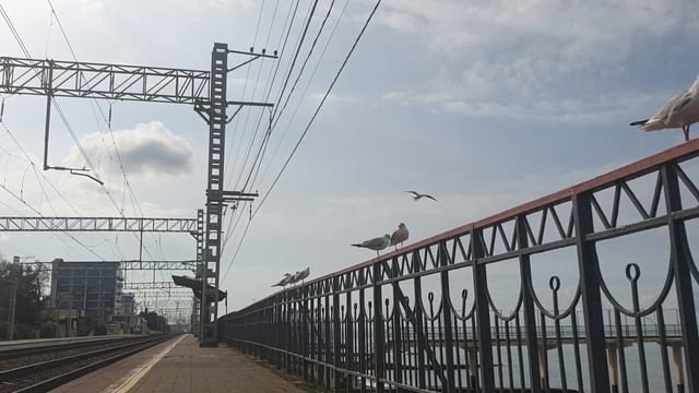 #морептицы Чайки на берегу моря смотреть онлайн