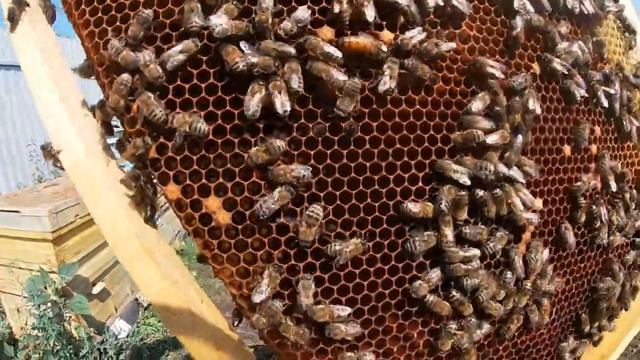 Проблемные семьи, поздние отводки, мини+, откачка меда смотреть онлайн