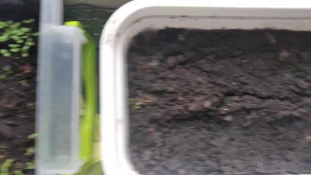 Табак. Ошибки при посеве семян. смотреть онлайн