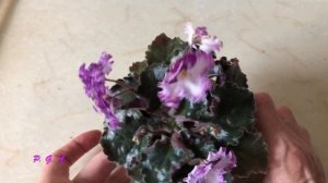 ФИАЛКИ. Что цветёт на моих полках в сентябре. AFRICAN VIOLETS. What's blooming in September.