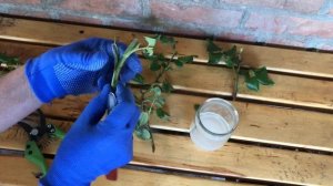 13 июля. Черенкование роз летом. Все тонкости классического способа.