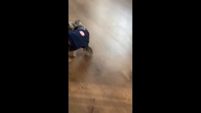 Как лает йорк?? Вы удивитесь!! ;)) смотреть онлайн