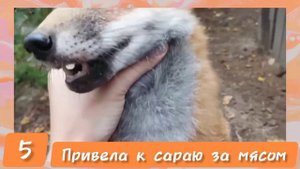 ЛИСЯО. Алиса - Лиса. Показала как таскает цыплят